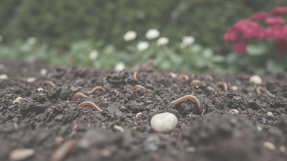 Jakie są wymagania glebowe krzewów kwitnących całe lato?