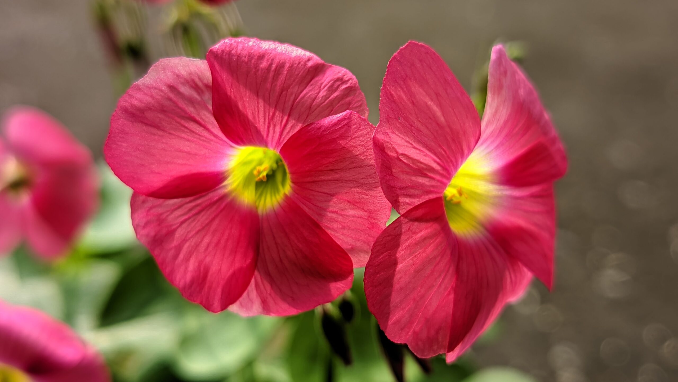 Szczawik trójkątny, żółty, różowy – najpiękniejsze gatunki i odmiany Oxalis 